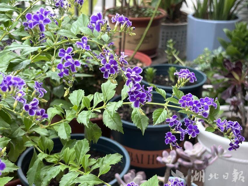 菠菜排名站